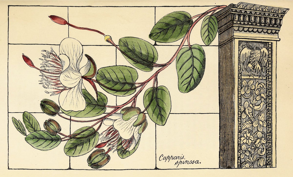 Image of flowers, drawn by hand. Artist: Richard Deakin; Year: 1855; Image Sourced from Public Domain Image Archive, Biodiversity Heritage Library, Internet Archive, University of Toronto Libraries
